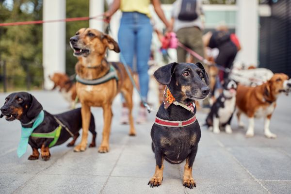 Minneapolis Pets