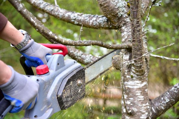 Minneapolis Tree Trimming