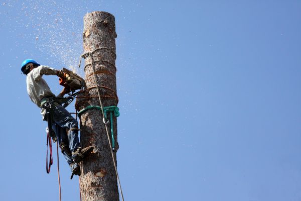 Minneapolis Tree Removal